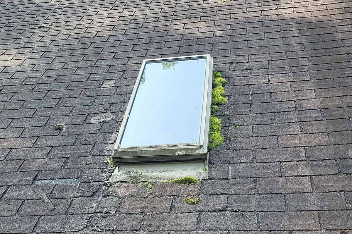 A skylight on a roof with failing seams and moss growing on it.